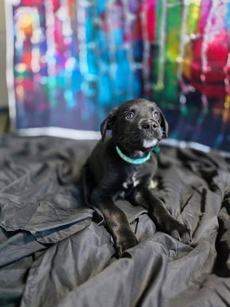 A baby medium-sized male Rottweiler dog named Biscuit for adoption in New London, WI