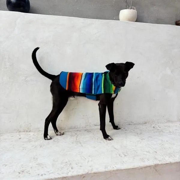 An adult medium-sized male Black Whippet dog named Mooch for adoption in Long Beach, CA