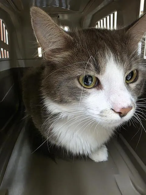 An adult small-sized male Domestic Long Hair cat named Scotty for adoption in Aliquippa, PA