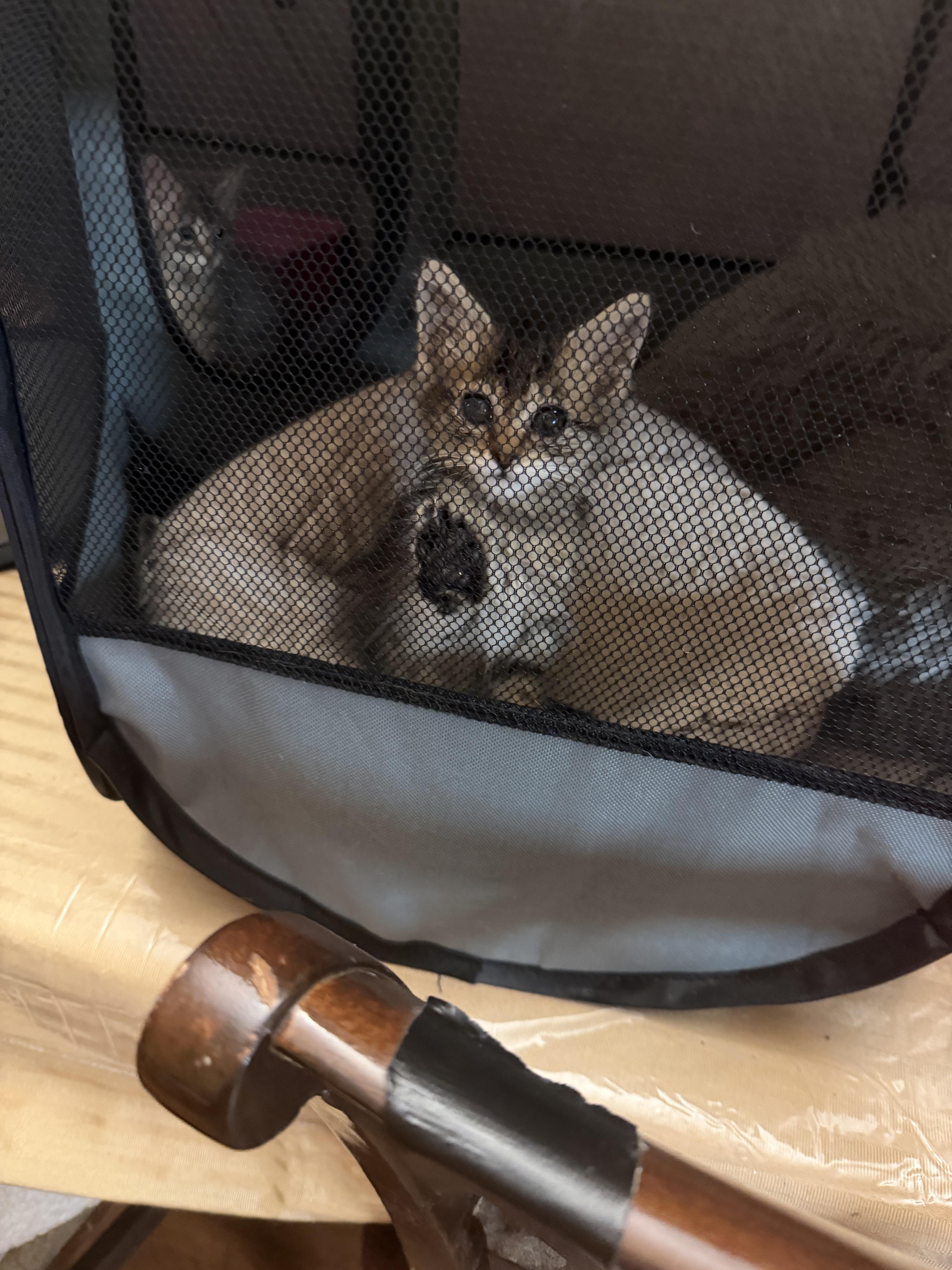 A baby medium-sized female Tabby (Buff / Tan / Fawn) Domestic Medium Hair cat named Sonnet for adoption in West Pittston, PA