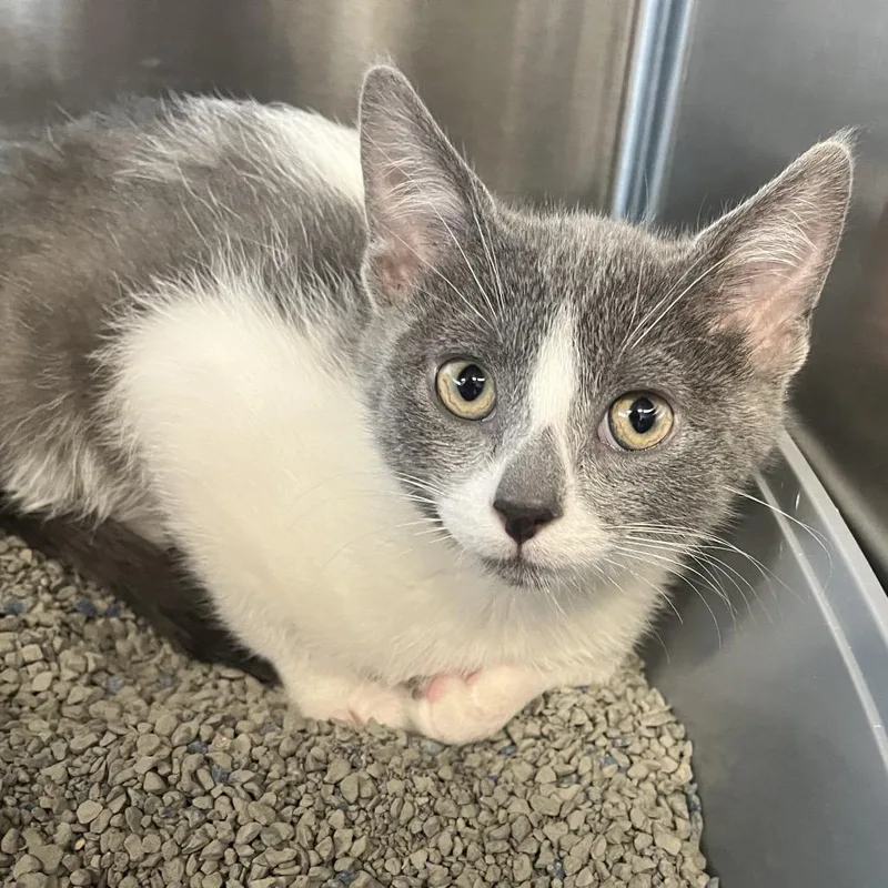 A baby small-sized male Gray / Blue / Silver Domestic Short Hair cat named Archie for adoption in Hinsdale, IL