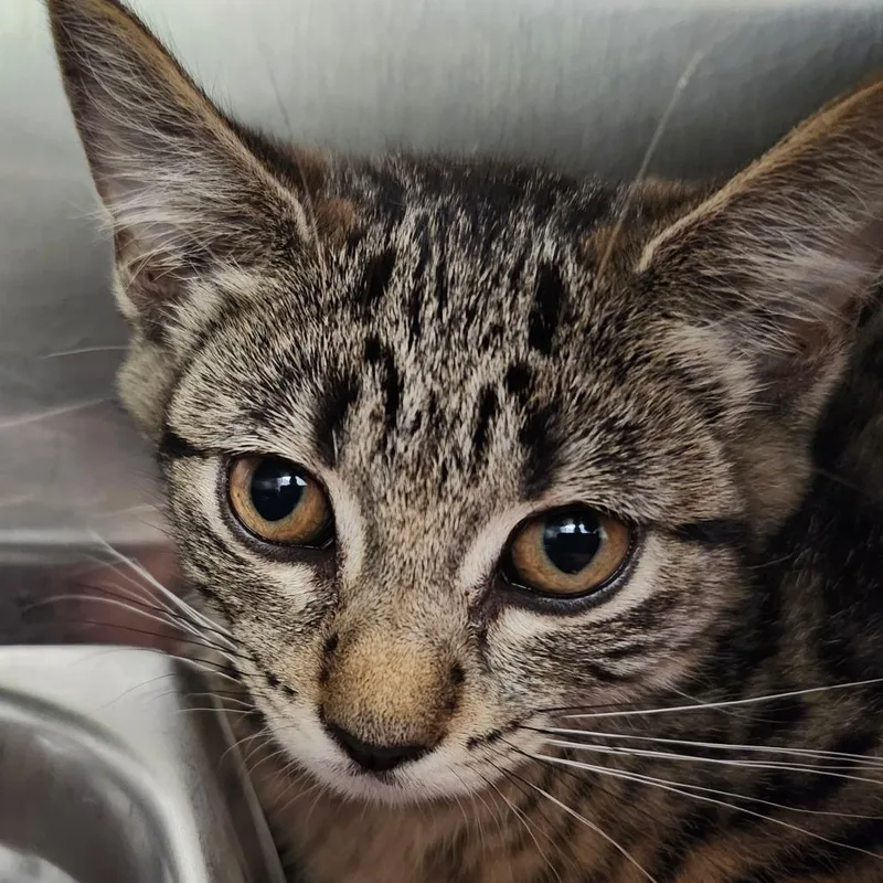 A baby small-sized female Brown / Chocolate Domestic Short Hair cat named Peony for adoption in Ballston Spa, NY