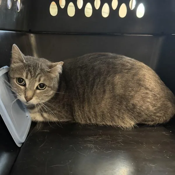 An adult medium-sized female Domestic Short Hair cat named Khaki for adoption in Des Moines, IA