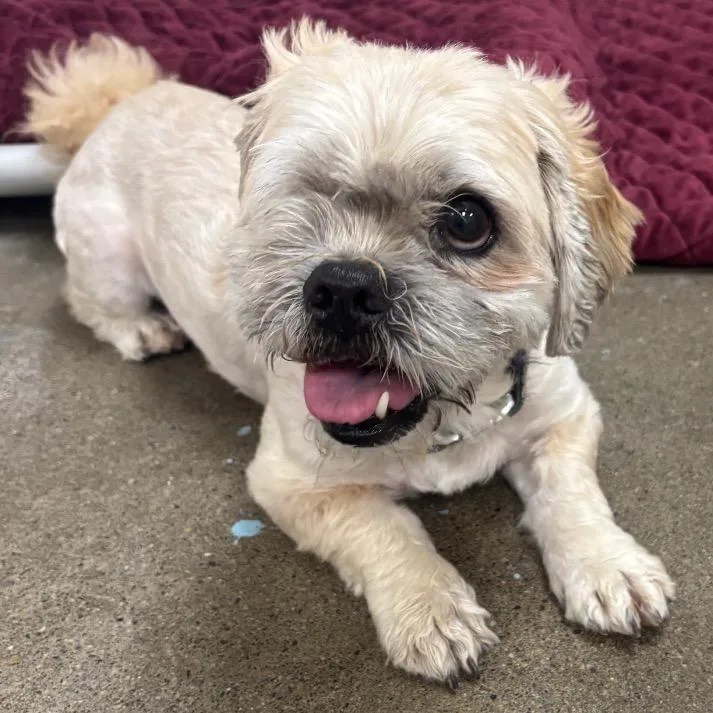 A senior small-sized male Shih Tzu dog named Max for adoption in Easton, PA