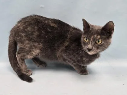 An adult small-sized female Domestic Short Hair cat named Nimbus for adoption in Coon Rapids, MN