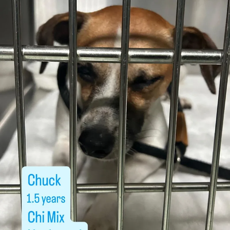 Chuck