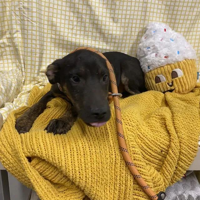 Altair