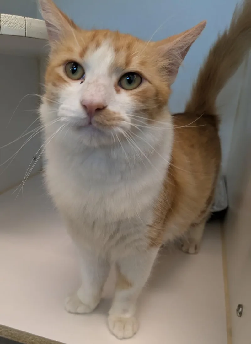 A young small-sized male Domestic Short Hair cat named Carnelian for adoption in Texas City, TX