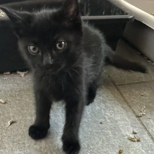 A baby small-sized female Domestic Medium Hair cat named Friesian for adoption in Tipp City, OH