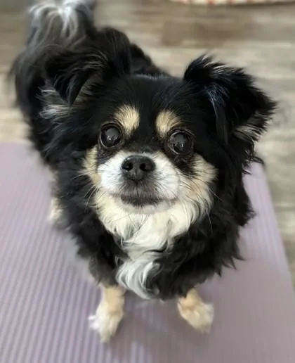 An adult small-sized female Chihuahua dog named Daisy for adoption in Phoenix, AZ