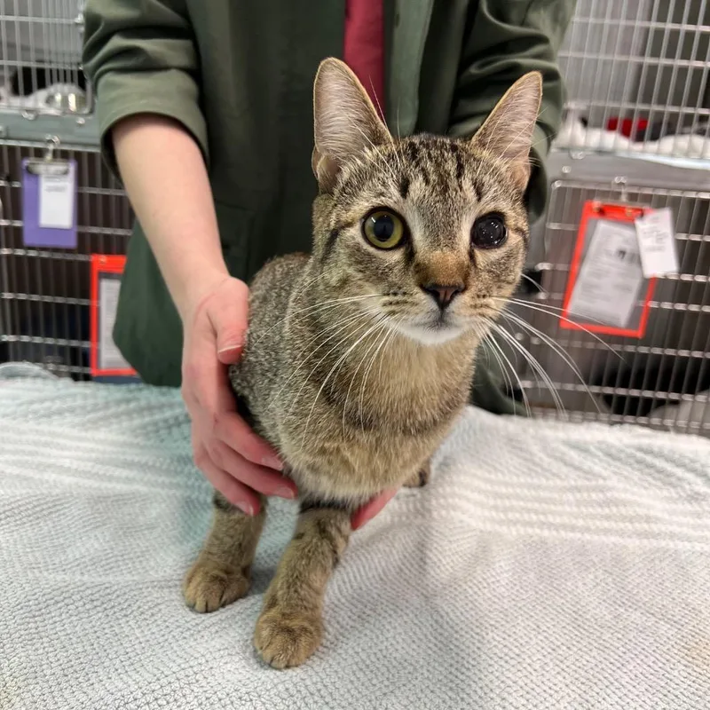 An adult medium-sized male Domestic Short Hair cat named Feller for adoption in Raleigh, NC