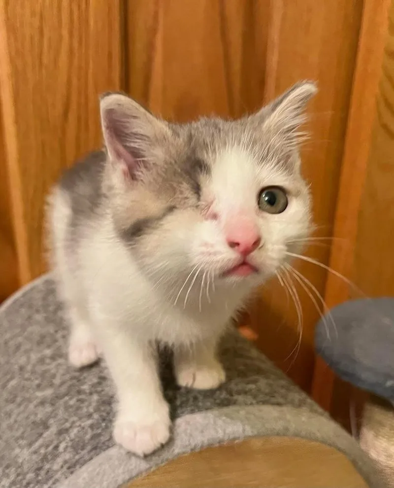 A baby small-sized female Gray & White Domestic Short Hair cat named Lucie for adoption in Dorr, MI