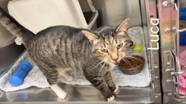 A senior small-sized male Domestic Short Hair cat named Luca for adoption in Morristown, TN