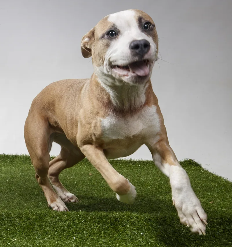 A young medium-sized female Pit Bull Terrier dog named Poker Face for adoption in Harvey , LA