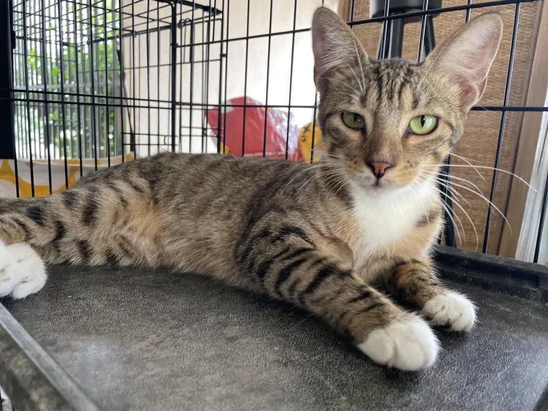 A baby medium-sized female Tabby (Buff / Tan / Fawn) Domestic Short Hair cat named Ferb for adoption in Franklin, MA