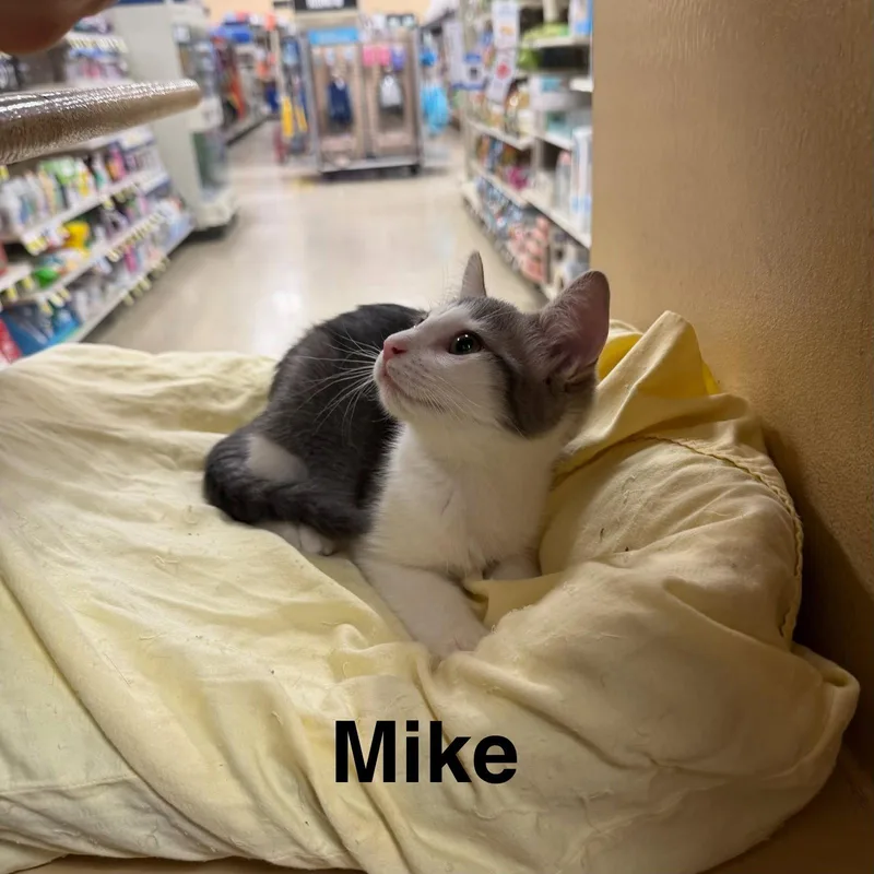A young medium-sized male Gray & White Domestic Short Hair cat named Mike for adoption in Spring Lake, NJ