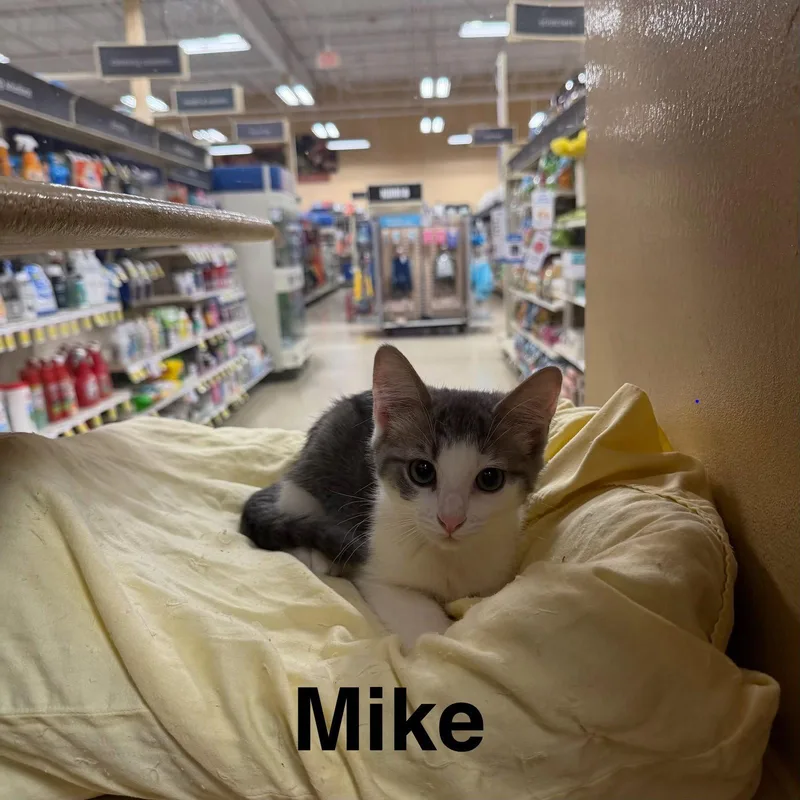 Mike thumbnail 2