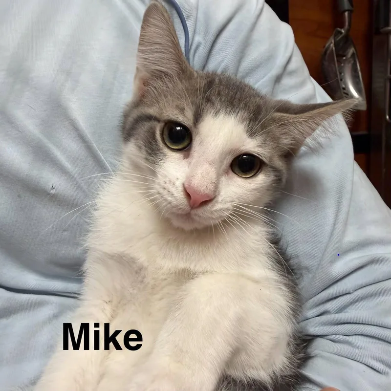Mike thumbnail 3
