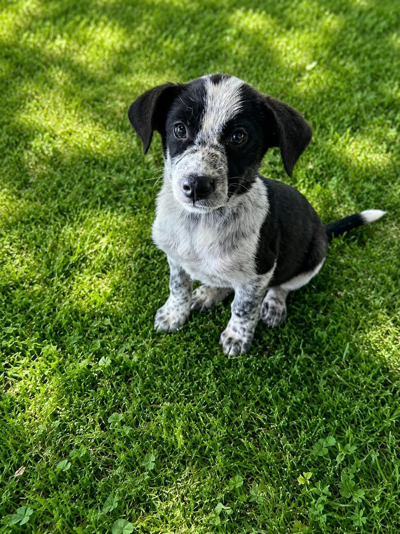 A baby medium-sized male Harlequin Australian Shepherd dog named Bandit for adoption in Cleveland, TX
