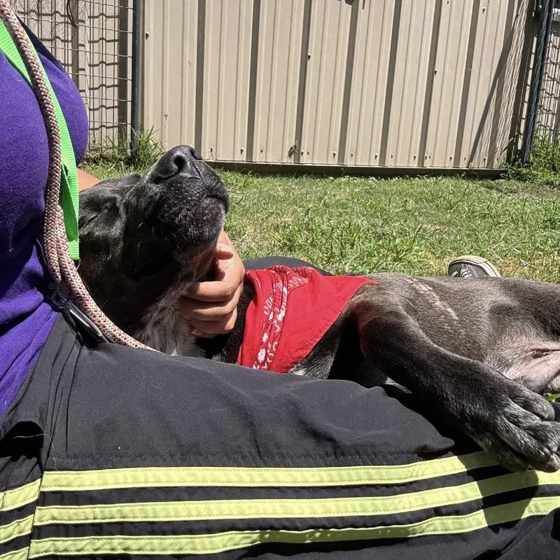 A young medium-sized male Gray / Blue / Silver American Staffordshire Terrier dog named Levi for adoption in Pittsburgh, PA