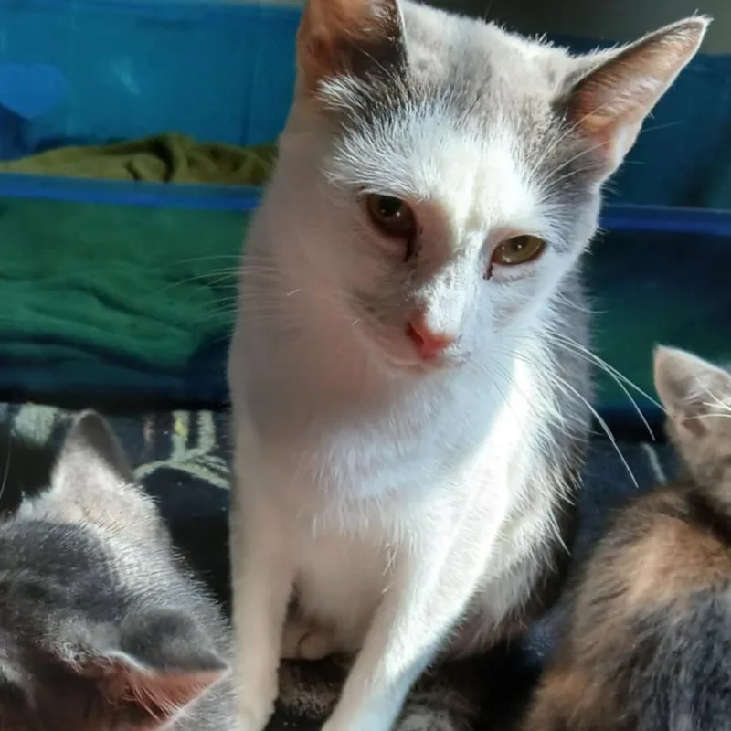 An adult small-sized female White Domestic Short Hair cat named Janine Mewnitz for adoption in Winchester, VA