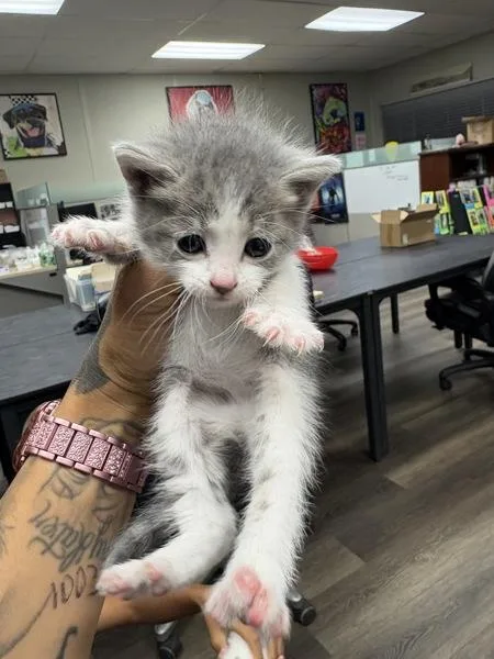 A baby small-sized female Domestic Short Hair cat named Lulu for adoption in Victorville, CA