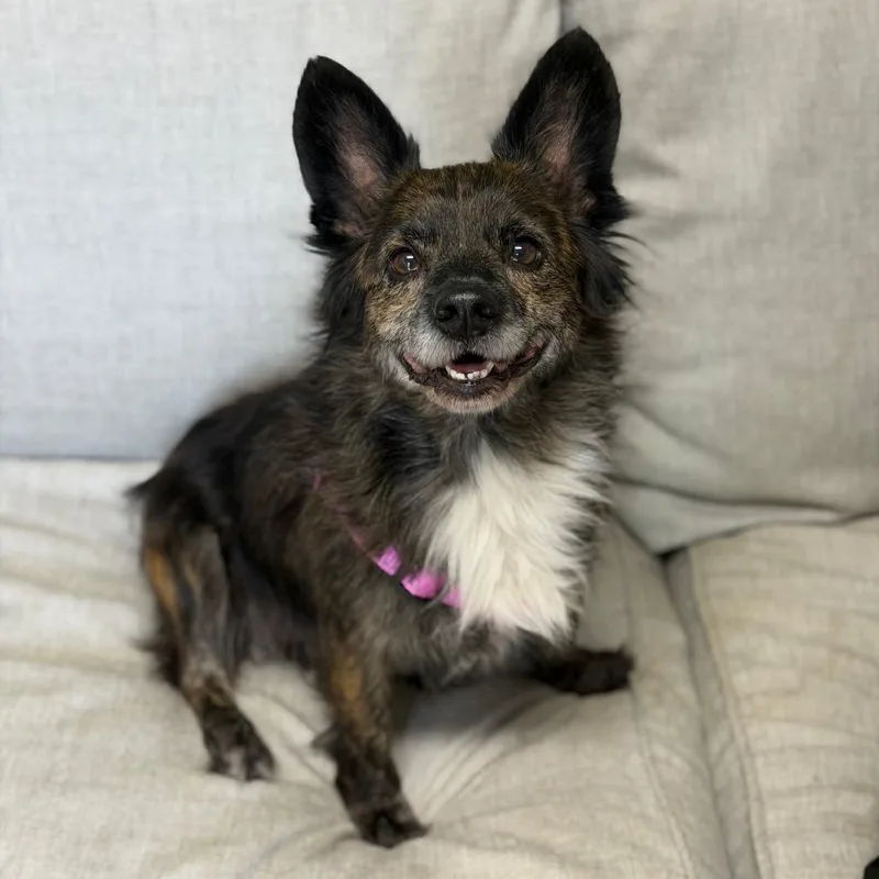 An adult small-sized female Dachshund (Miniature Long Haired) dog named Tilly for adoption in Brownsboro, AL