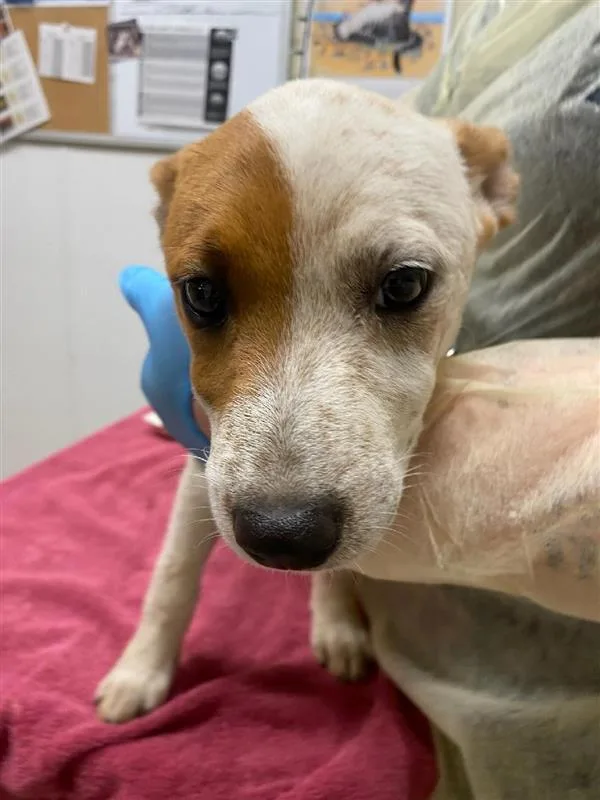 A baby small-sized female Australian Cattle Dog / Blue Heeler dog named Mina for adoption in Vancouver, WA