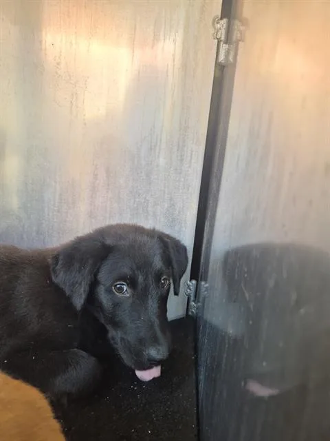 A baby small-sized male Labrador Retriever dog named Tomato for adoption in San Antonio, TX