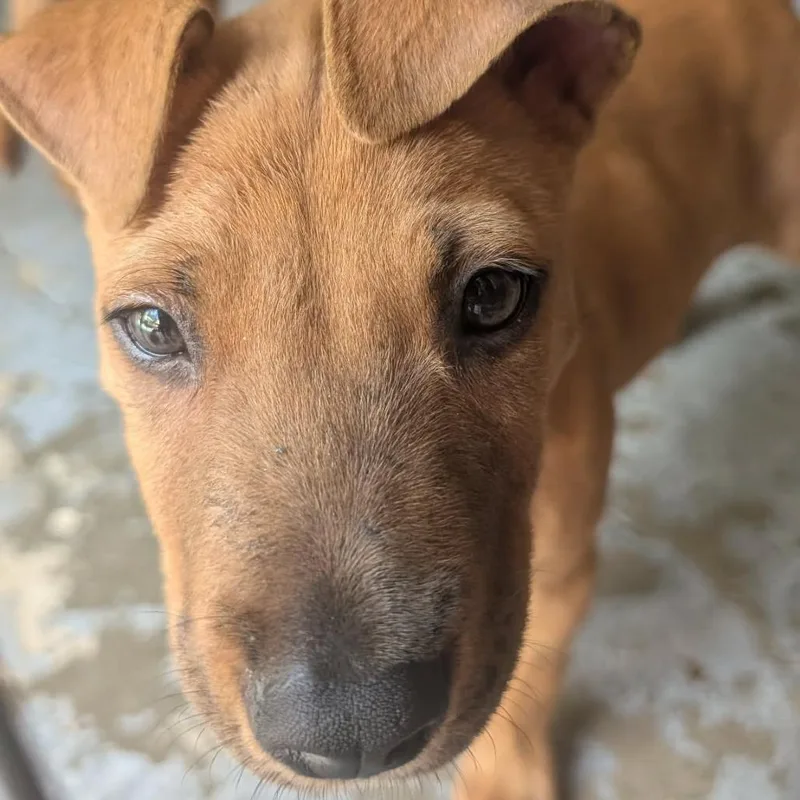 A baby medium-sized male Mixed Breed dog named Joey fka Tupac for adoption in Washington, PA