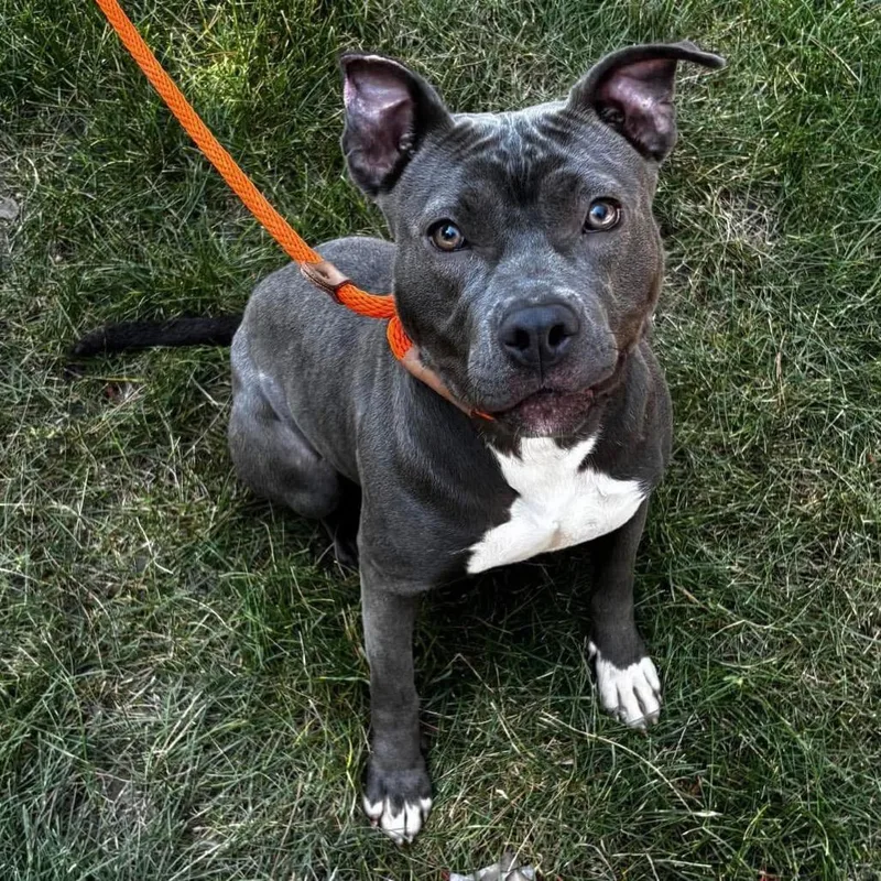 An adult medium-sized female Gray / Blue / Silver Pit Bull Terrier dog named Anna Banana D for adoption in Princeton, MN