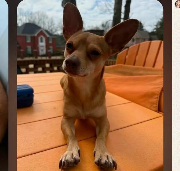 A young medium-sized male Chihuahua dog named Peanut for adoption in Tenafly, NJ
