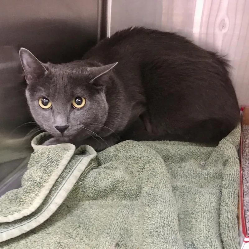 A young medium-sized female Domestic Short Hair cat named Elphaba for adoption in Heber City, UT