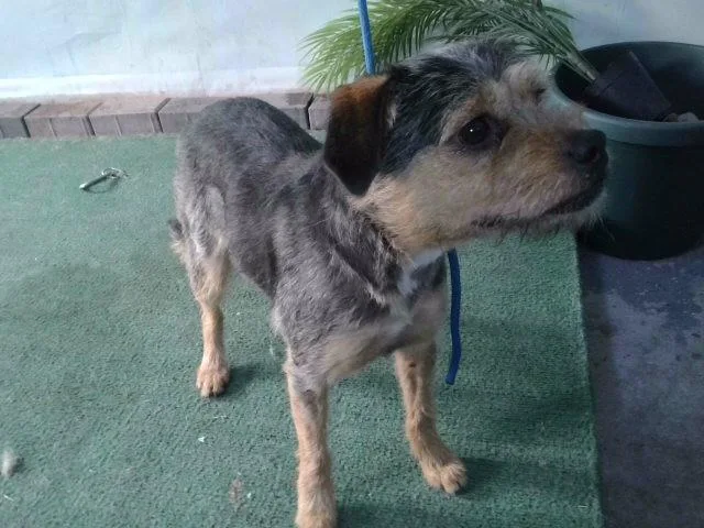 A young medium-sized male Terrier dog named A for adoption in Baldwin Park, CA