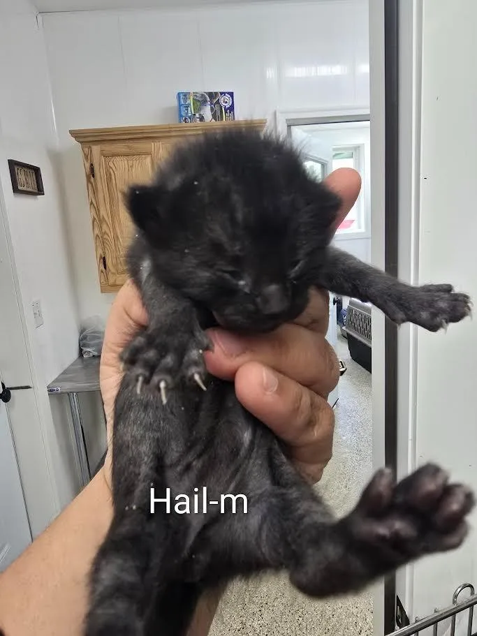 A baby small-sized female Domestic Short Hair cat named Hail for adoption in Glenfield, NY