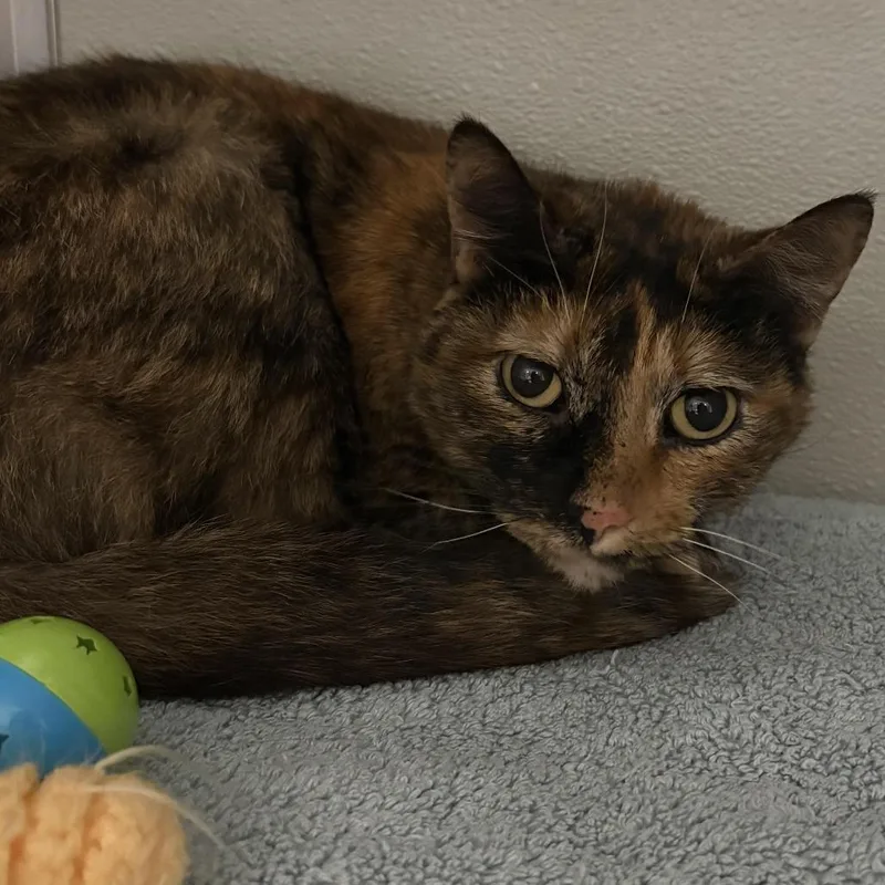An adult medium-sized female Tortoiseshell Domestic Short Hair cat named Mamas for adoption in Chesapeake, VA