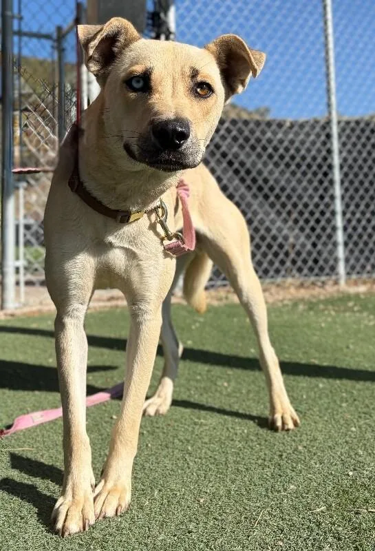 An adult medium-sized male Yellow / Tan / Blond / Fawn Mixed Breed dog named Mowgli for adoption in Fruit Heights, UT