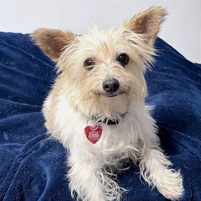 An adult small-sized male Yellow / Tan / Blond / Fawn Mixed Breed dog named Puff for adoption in Medford, OR