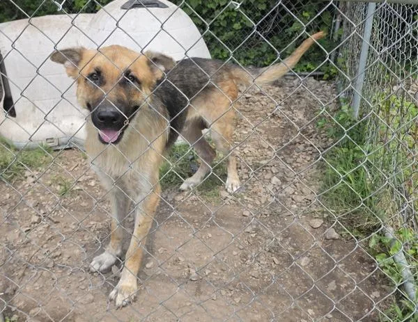 An adult large-sized male German Shepherd Dog dog named Andy for adoption in Cleveland, TN
