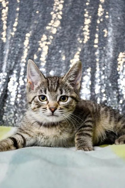 A baby small-sized female Domestic Short Hair cat named Myrtle for adoption in Yakima, WA