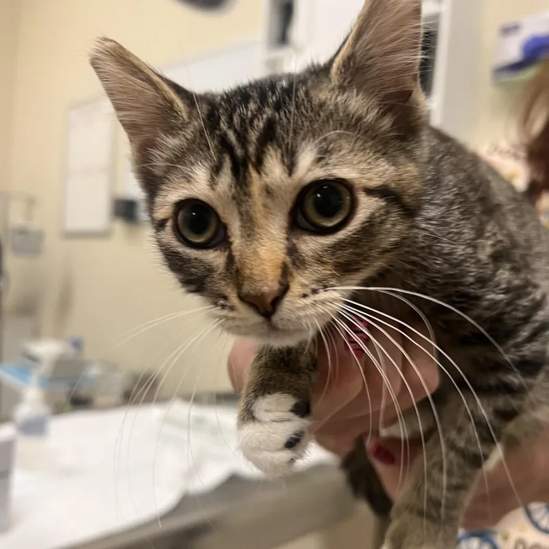 A baby small-sized female Torbie Domestic Short Hair cat named Focaccia for adoption in Las Vegas, NV