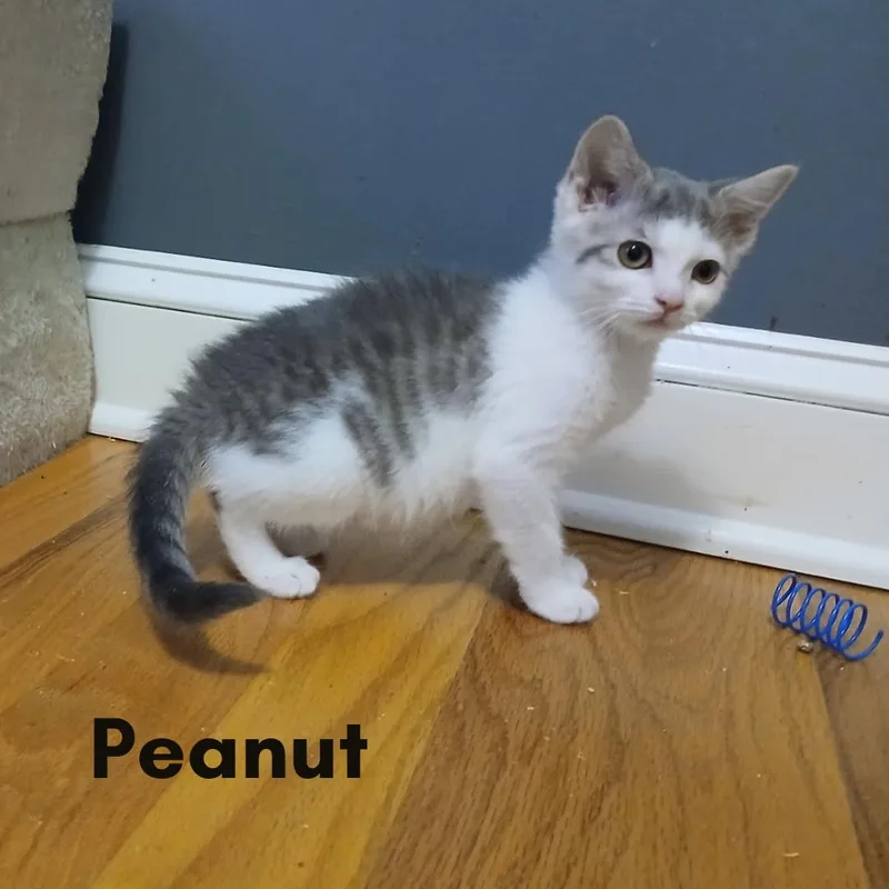 A young medium-sized female Gray & White Domestic Short Hair cat named Peanut for adoption in New Haven, CT