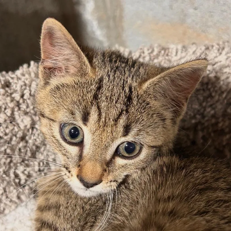 A baby small-sized female Brown / Chocolate Domestic Short Hair cat named Sterling for adoption in Mocksville, NC