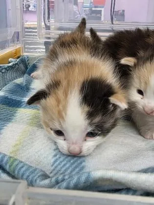 A baby small-sized female White Domestic Medium Hair cat named 60828600 for adoption in El Paso, TX