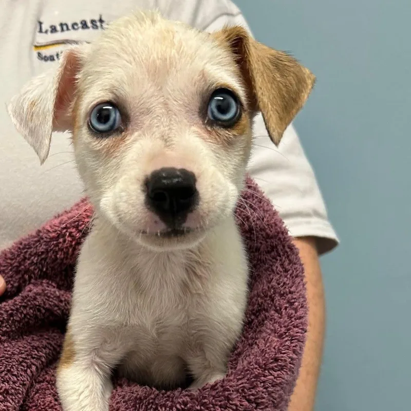 A baby medium-sized female White / Cream Terrier dog named Haven for adoption in Waxhaw, NC