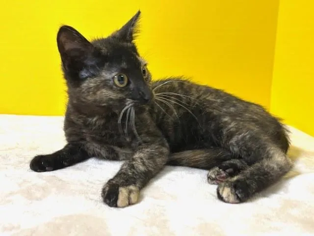 A baby medium-sized female Tortoiseshell Domestic Short Hair cat named Grand Slam for adoption in Hawk Point, MO
