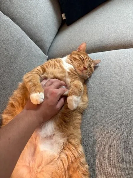 An adult large-sized male Domestic Short Hair cat named Papaya for adoption in New York, NY
