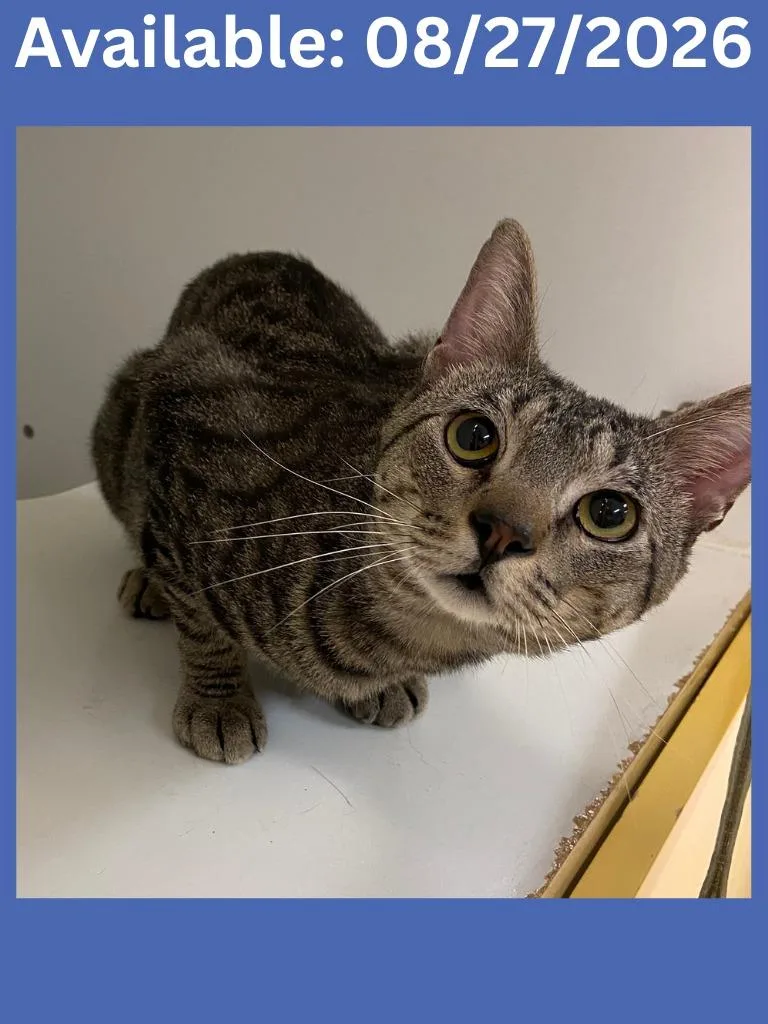 A young large-sized male Domestic Short Hair cat named Cat Condo Milo for adoption in Greenville, TX