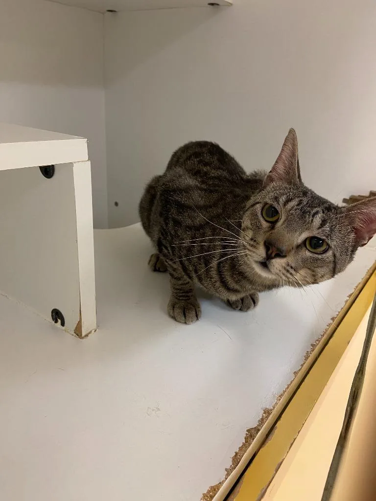 Cat Condo  Milo thumbnail 2