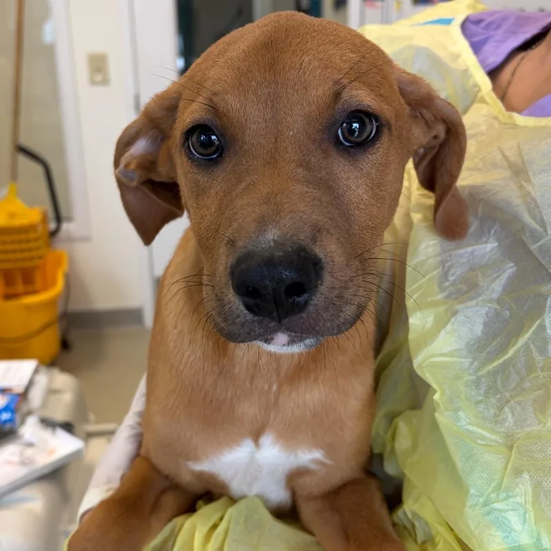 A baby small-sized male Brown / Chocolate Boxer dog named Royce for adoption in Nashville, TN